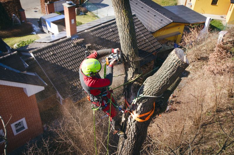 Local Fallen Trees Clearing pros at work