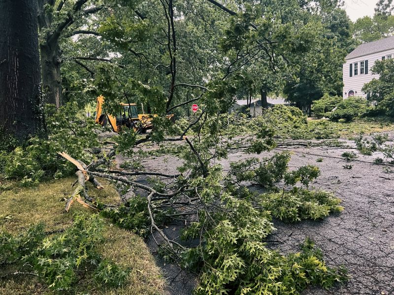 Fallen Trees Clearing