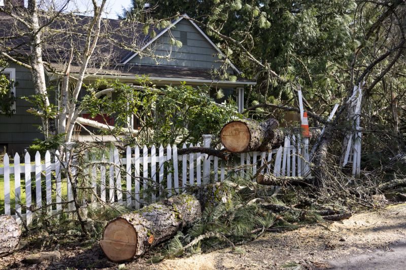 Fallen Trees Clearing