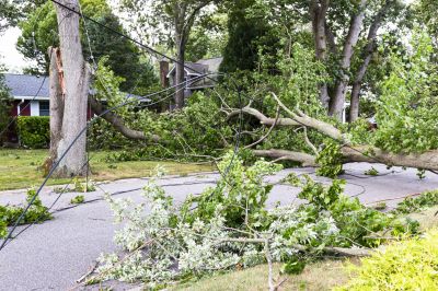 Fallen Trees Clearing