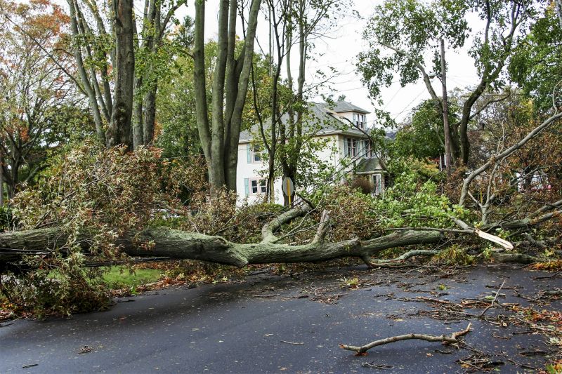 Fallen Trees Clearing