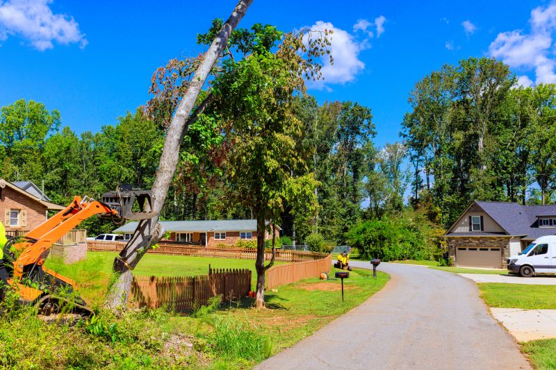 Fallen Trees Being Removed